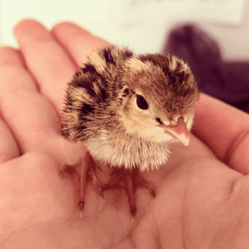 Donation-Funded Care For Idaho's Most Vulnerable Animals