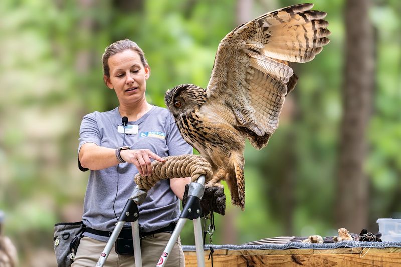 Meet The Owl Ambassadors
