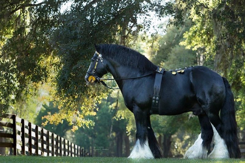 The Farm That Helped Introduce The Breed To America