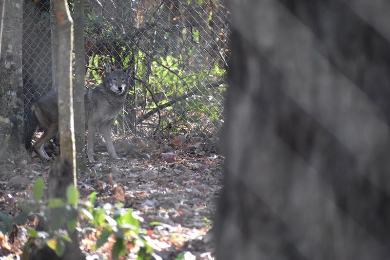 A Conservation Story