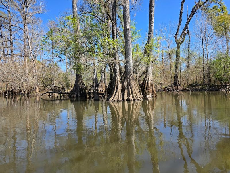 Blue Hole Spring And The Chipola River Adventures
