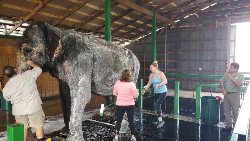 The Elephant Spa Enrichment Experience