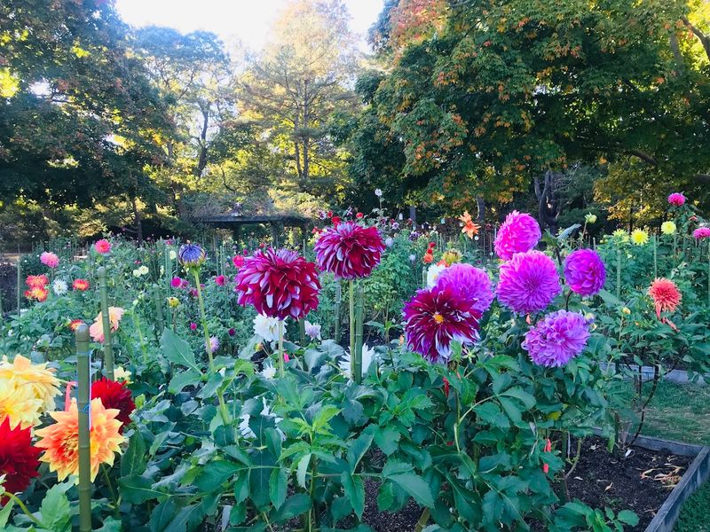 The Dahlia Garden That Peaks Like A Grand Finale