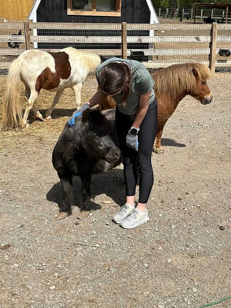Animals In Residence