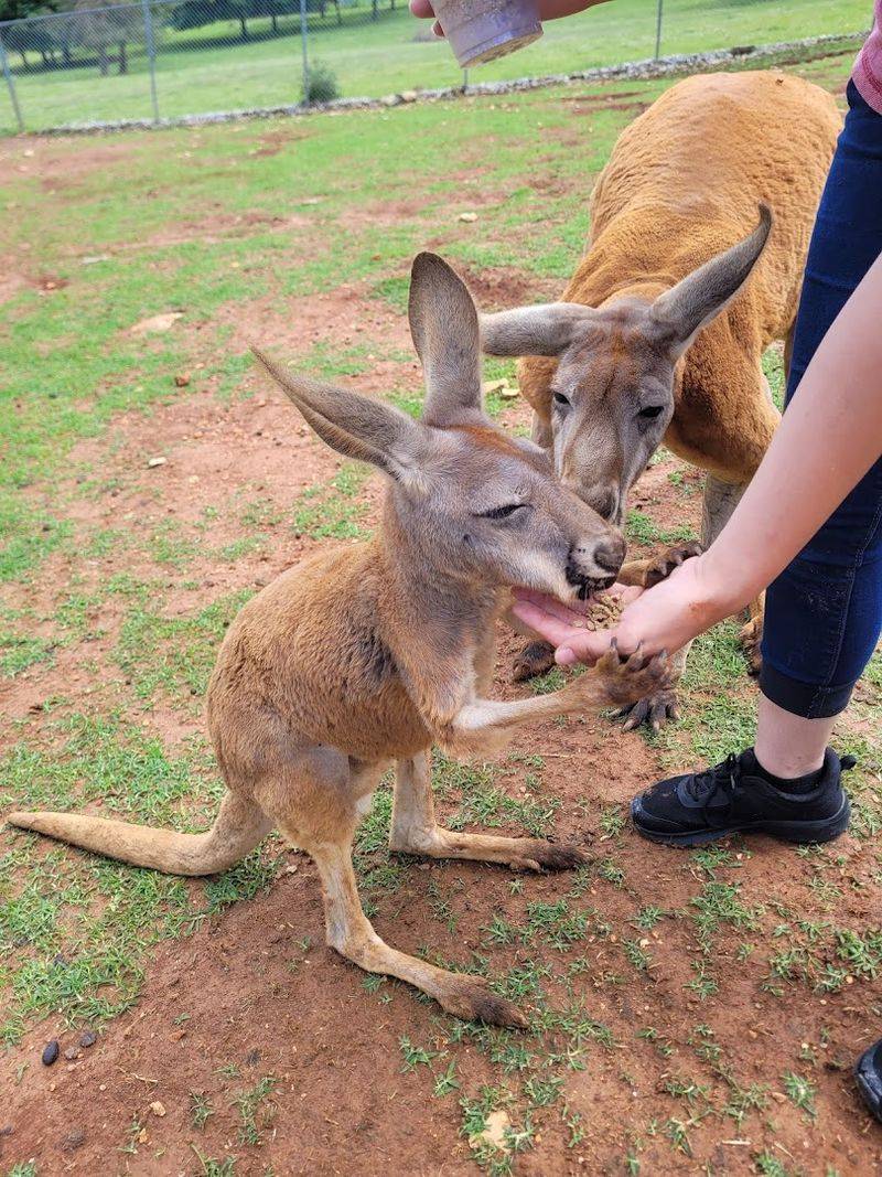 This Kentucky Attraction Offers A Fun Day Full Of Furry Encounters - Decor Hint The Kangaroo Walkabout Experience