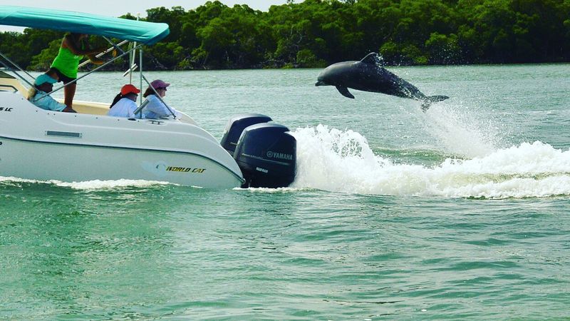 Sunset Dolphin Cruise, Fort Myers And Naples