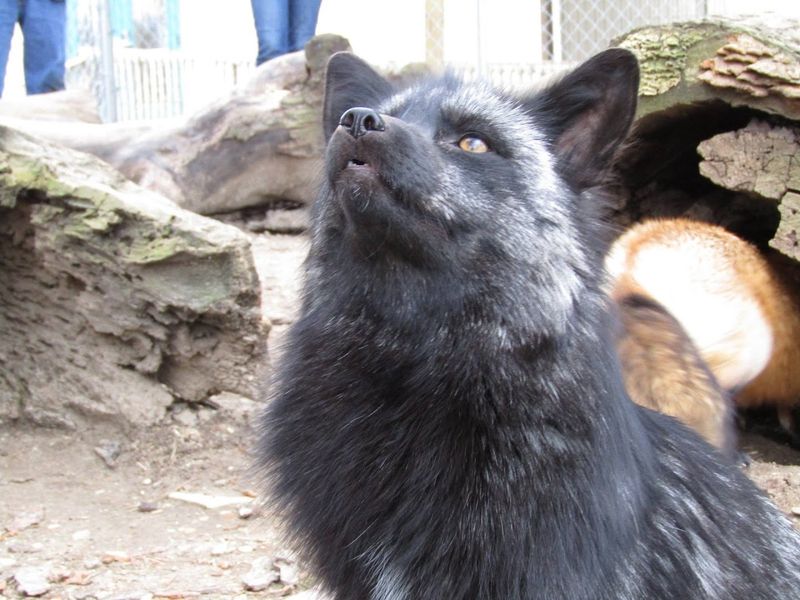 Gray Wolves Up Close