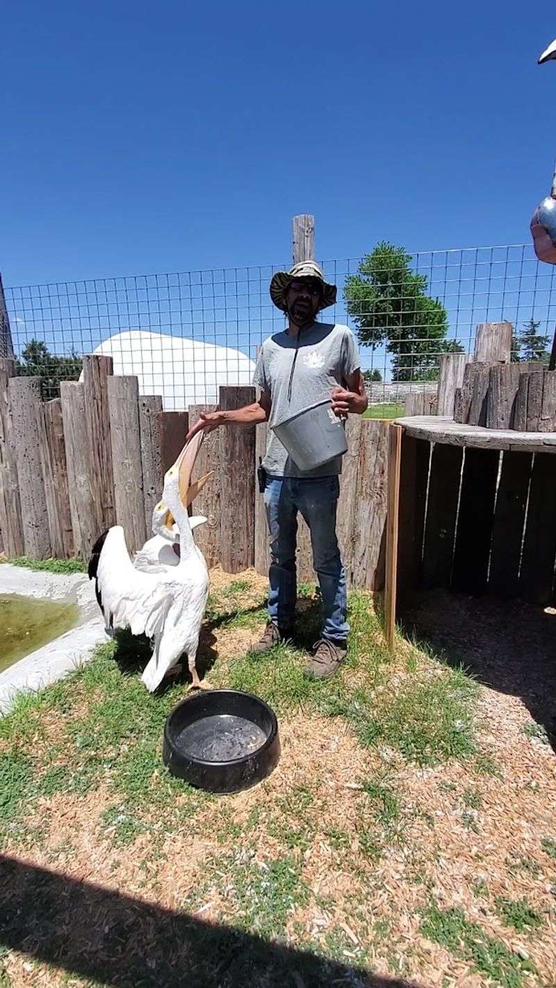 A Magical Nebraska Safari Full Of Exotic Animals You Can Feed - Decor Hint Over 40 Species From Around The World