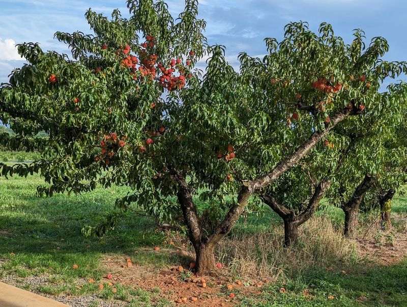 Fresh Peach Picking Straight From The Tree