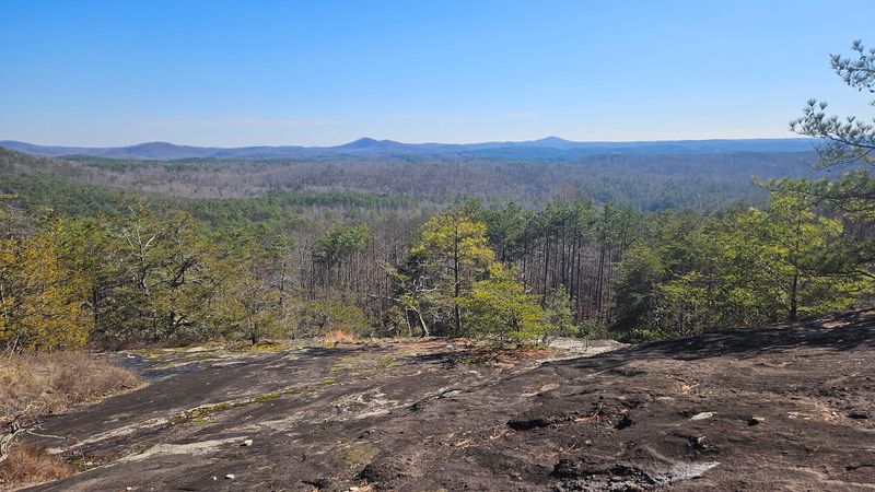 The Forest Overview