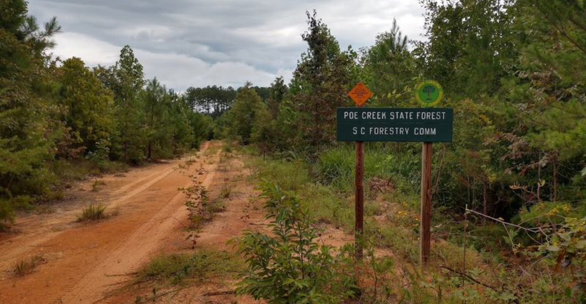 The Stunning South Carolina State Forest That Feels Worlds Away From Everyday Life - Decor Hint