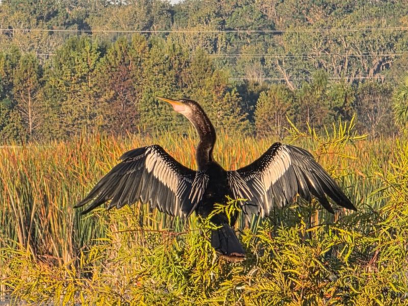 Over 270 Species Of Birds In One Park