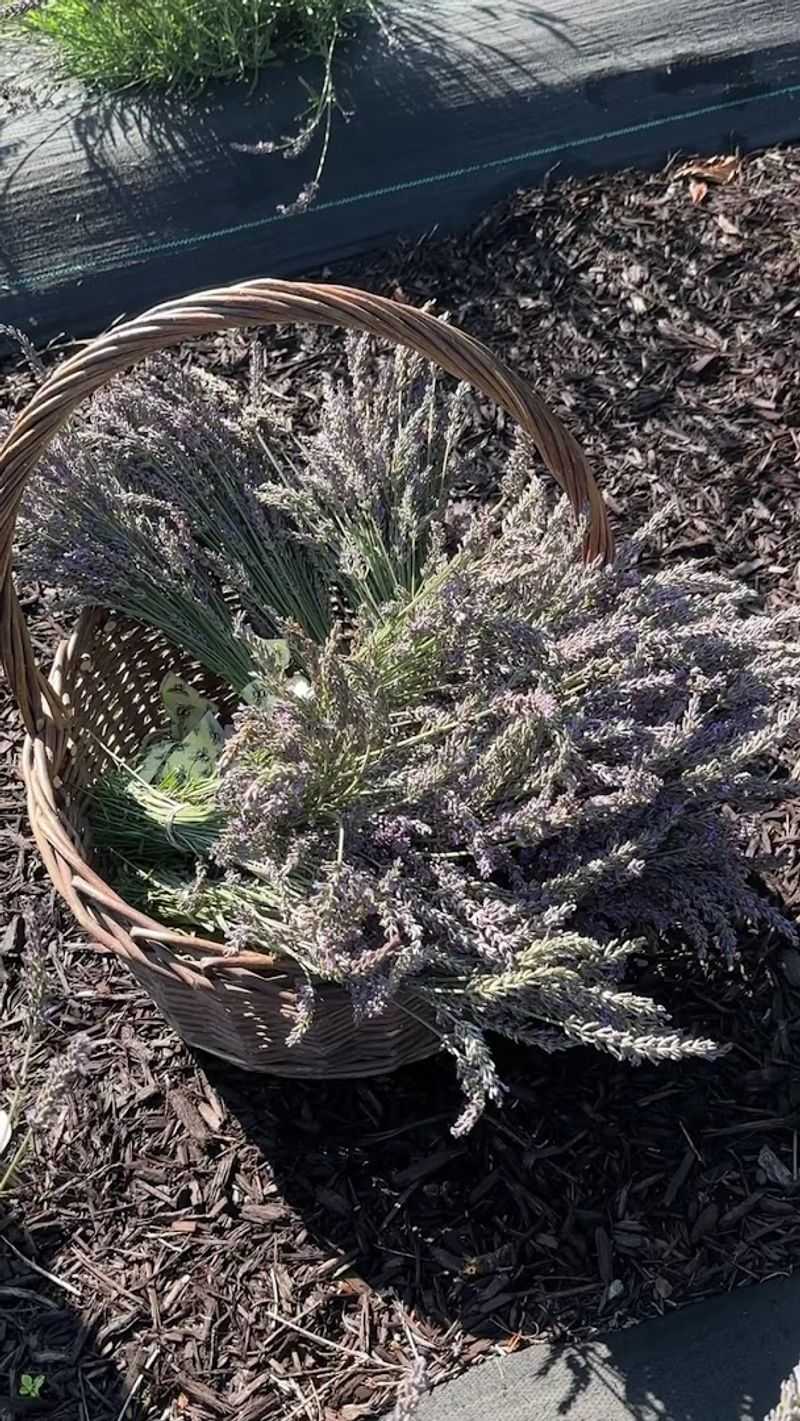 A Farm Shop Filled With Lavender Gifts