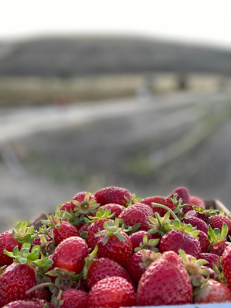 When Strawberry Season Runs