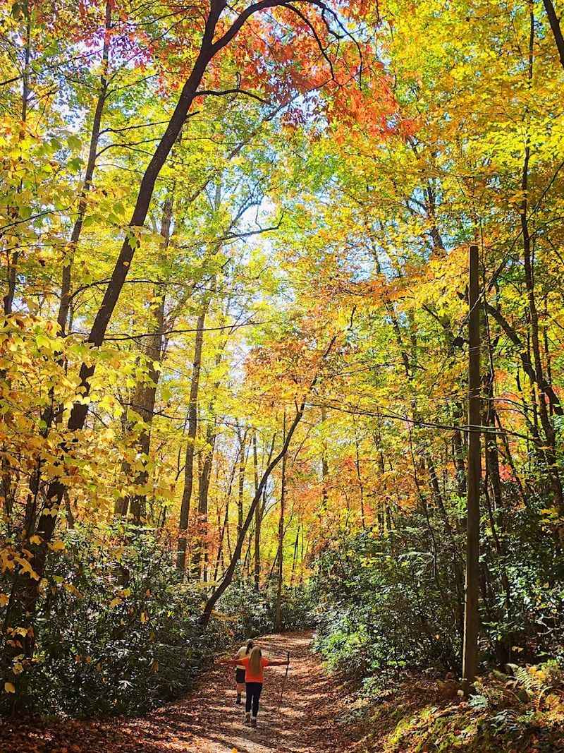 Brilliant Fall Foliage That Transforms The Entire Park