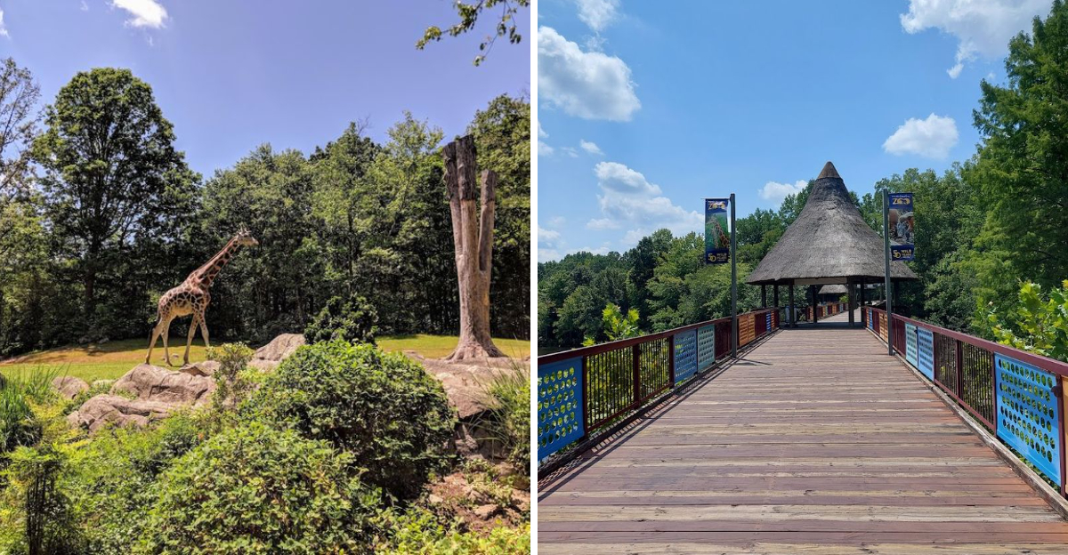 The Worlds Largest Natural Habitat Zoo Is Hiding In North Carolina - Decor Hint