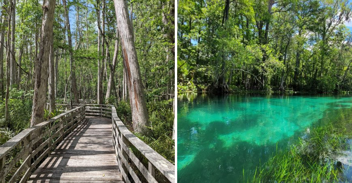 These 10 Florida Nature Trails Are Great For Seniors And Casual Walkers - Decor Hint
