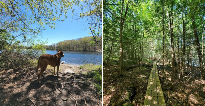 These 11 Dog-Friendly Trails In Connecticut Are Ideal For A Weekend Adventure
