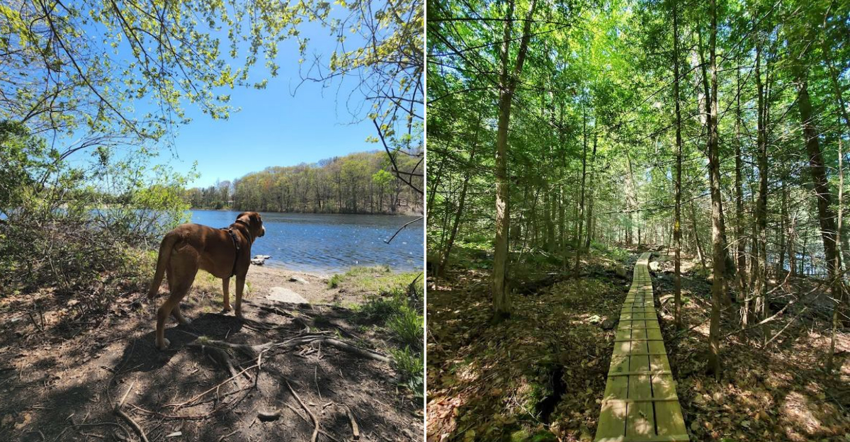 These 11 Dog Friendly Trails In Connecticut Are Ideal For A Weekend Adventure - Decor Hint