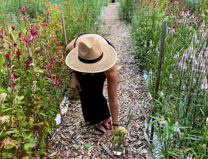 Blackberry Ridge Flower Farm