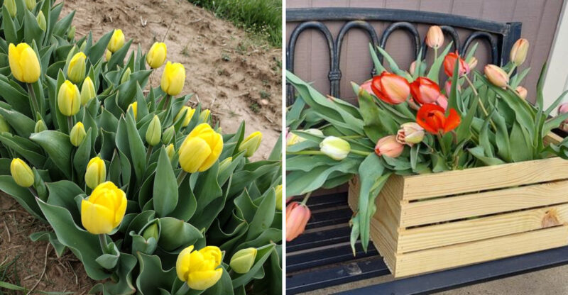These 11 Stunning Tulip Farms Throughout Kentucky Burst Into Color Every Spring