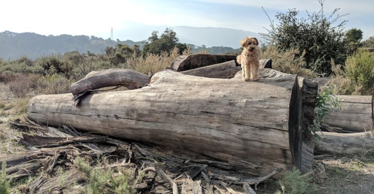 These 13 Dog Friendly Trails In Northern California Are Perfect For A Weekend Outing - Decor Hint