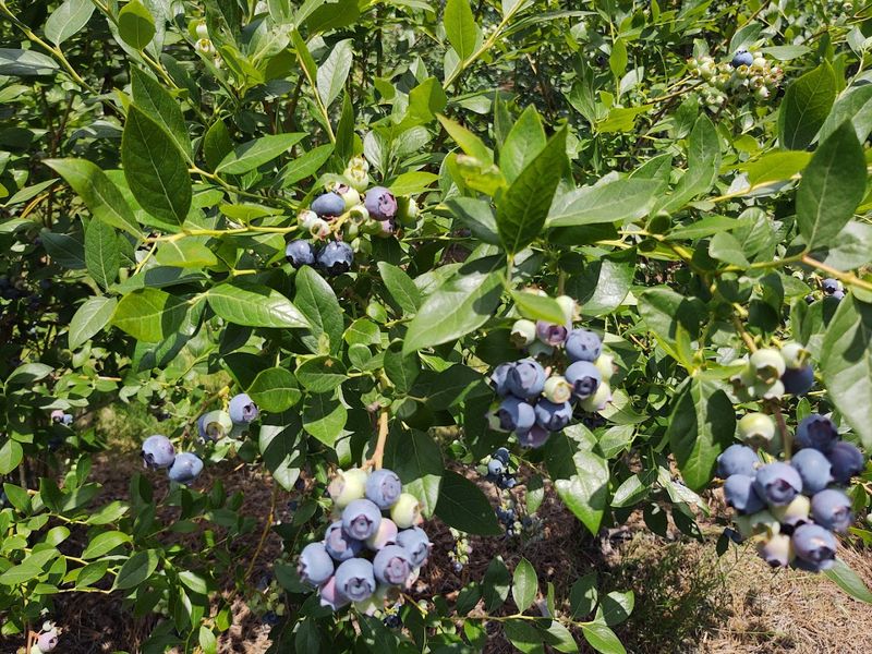 Berry Good Farms