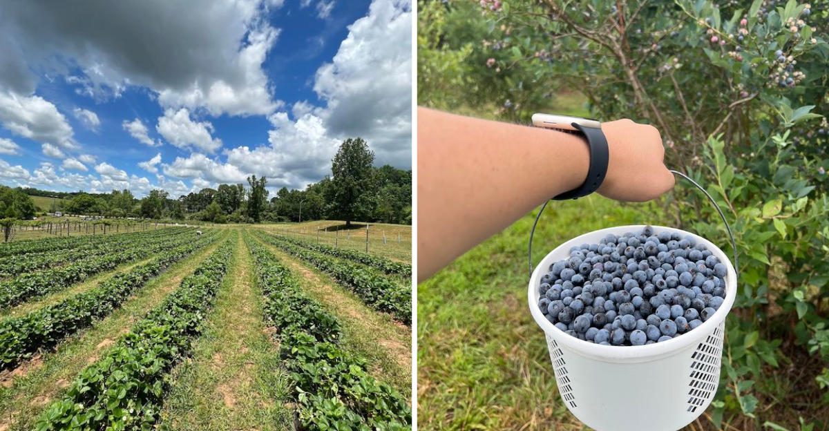 These 14 Georgia Blueberry Destinations Where Summer Starts By The Bucket - Decor Hint
