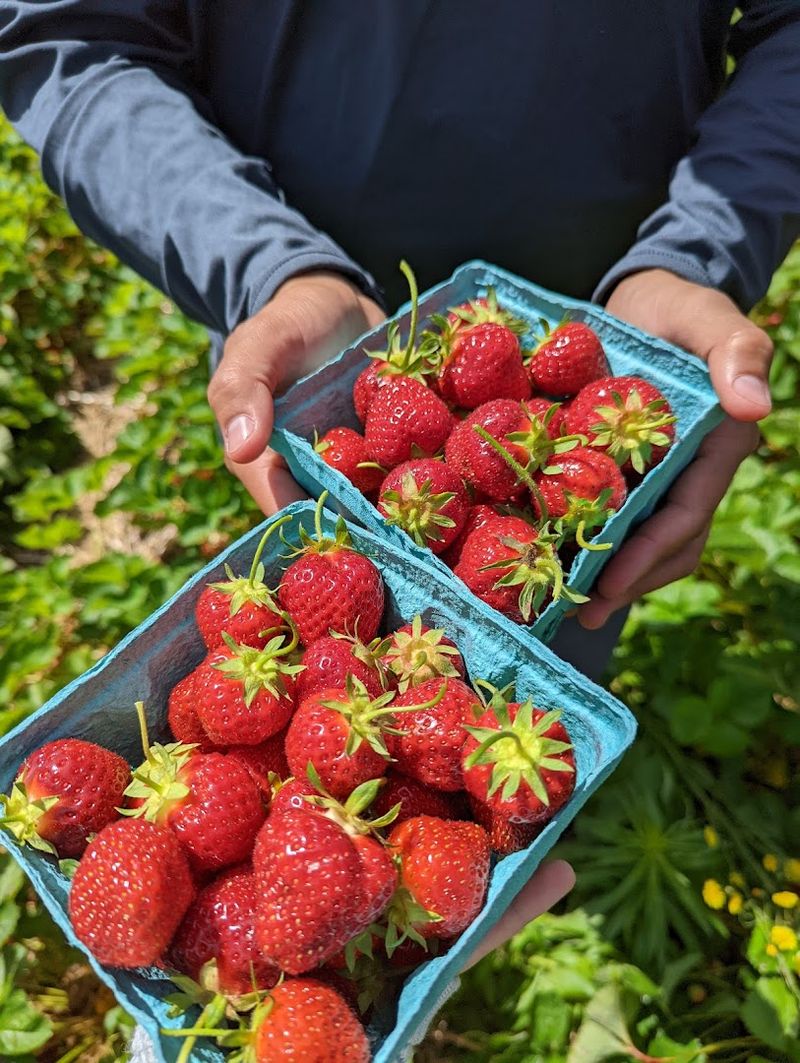 Starvish Farm, East Windsor 