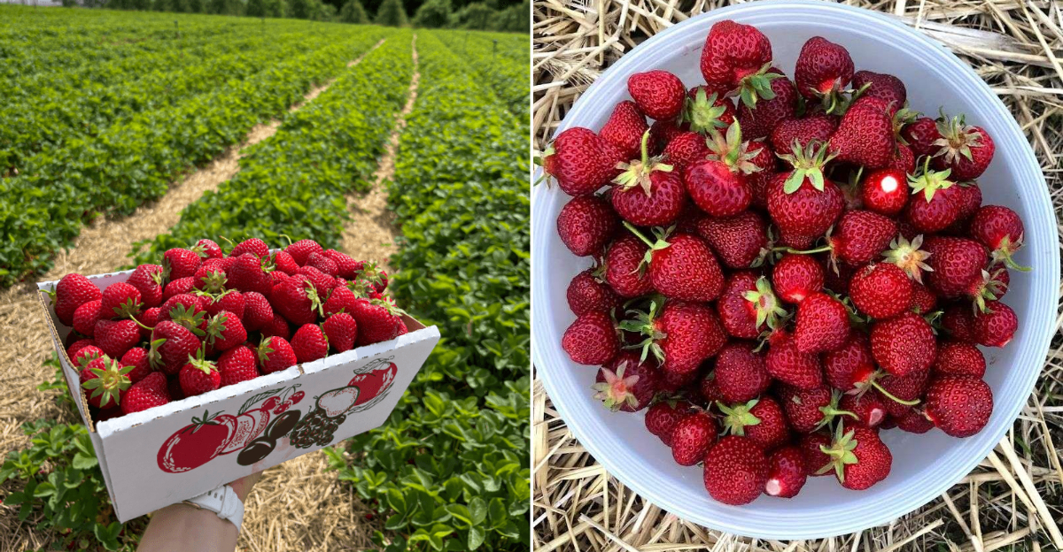 These 7 Connecticut Farms Are Perfect For Picking Your Own Strawberries This Season - Decor Hint