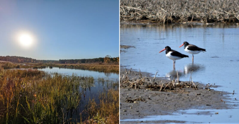 These 8 Connecticut Birdwatching Spots Feel Like Hidden Front-Row Seats To Nature