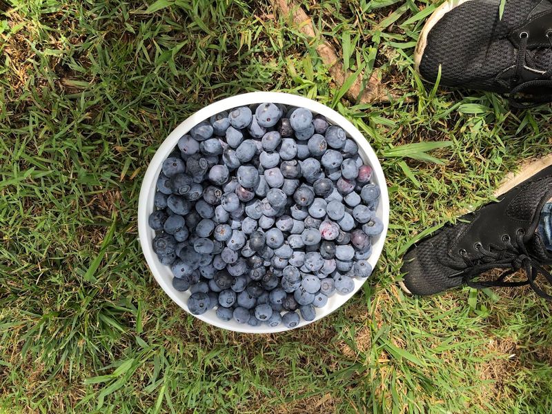 Blueberry Thrill Farm