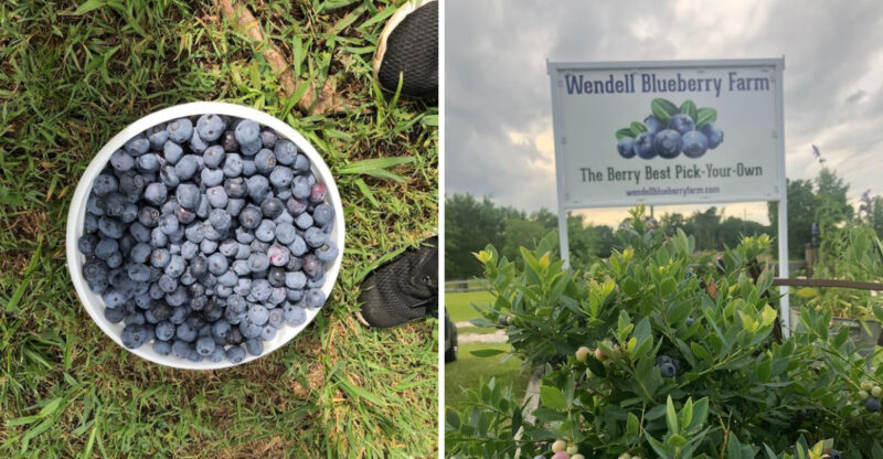 These 8 North Carolina Blueberry Fields Where Summer Starts By The Bucket