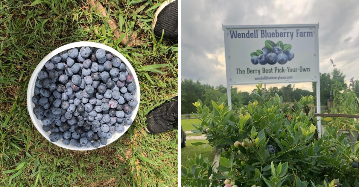 These 8 North Carolina Blueberry Fields Where Summer Starts By The Bucket 3 - Decor Hint