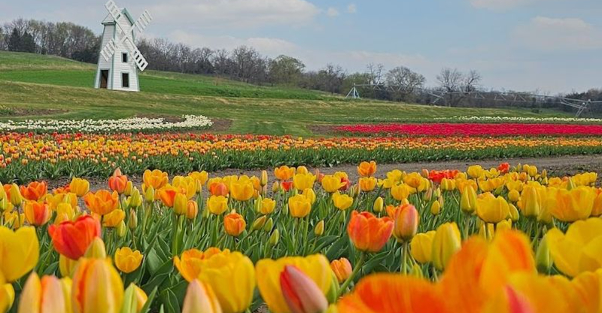 These Stunning Tulip Farms in Nebraska Burst Into Color Every Spring - Decor Hint