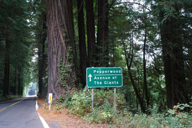A 31-Mile Redwood Drive Along State Route 254
