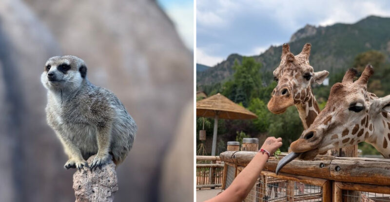 This 80-Acre Colorado Zoo With Multiple Exotic Species Is Exactly As Remarkable As It Sounds