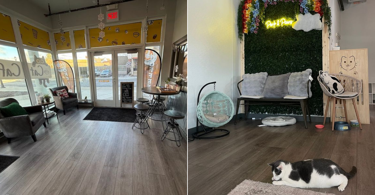 This Adorable Connecticut Cat Cafe Offers Coffee And Cuddles With Adoptable Cats - Decor Hint