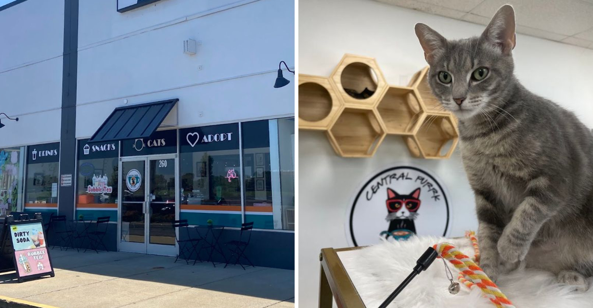 This Adorable Kentucky Cat Cafe Is A Must Visit For Every Feline Lover In 2026 - Decor Hint