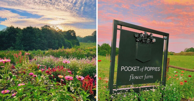This Breathtaking Poppy Field In North Carolina Feels Straight Out Of A Monet Painting