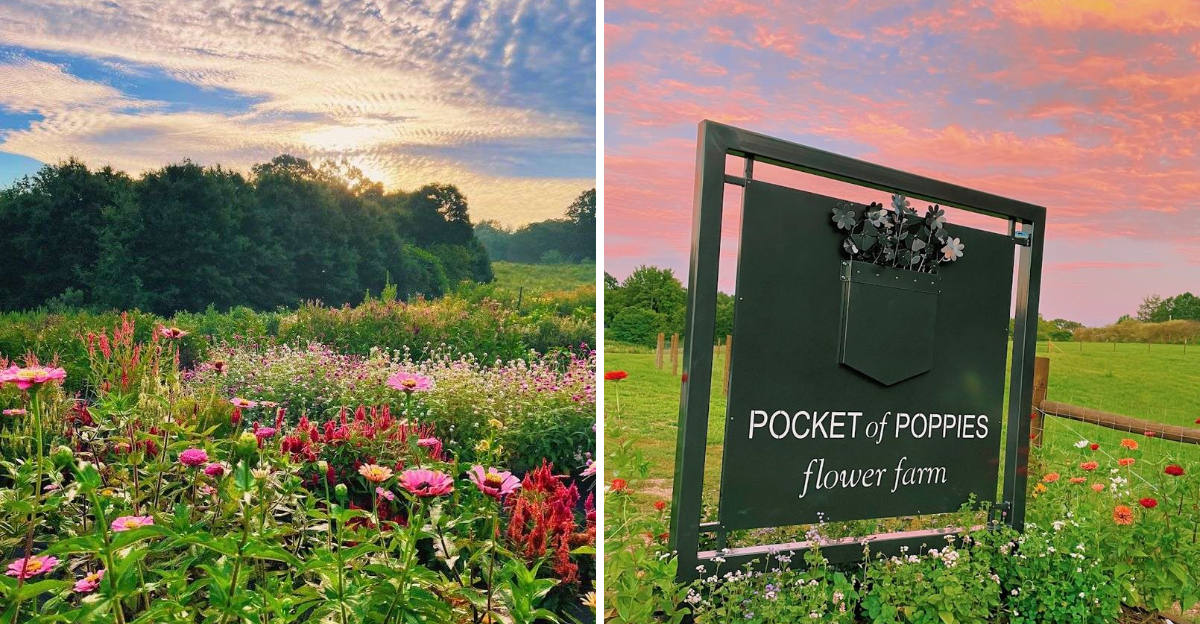 This Breathtaking Poppy Field In North Carolina Feels Straight Out Of A Monet Painting - Decor Hint
