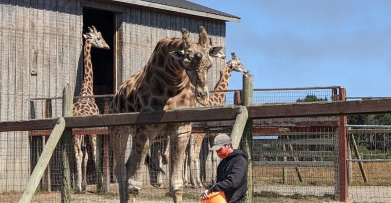 This California Preserve Turns A Summer Day Into A Giraffe-Filled Safari Outing