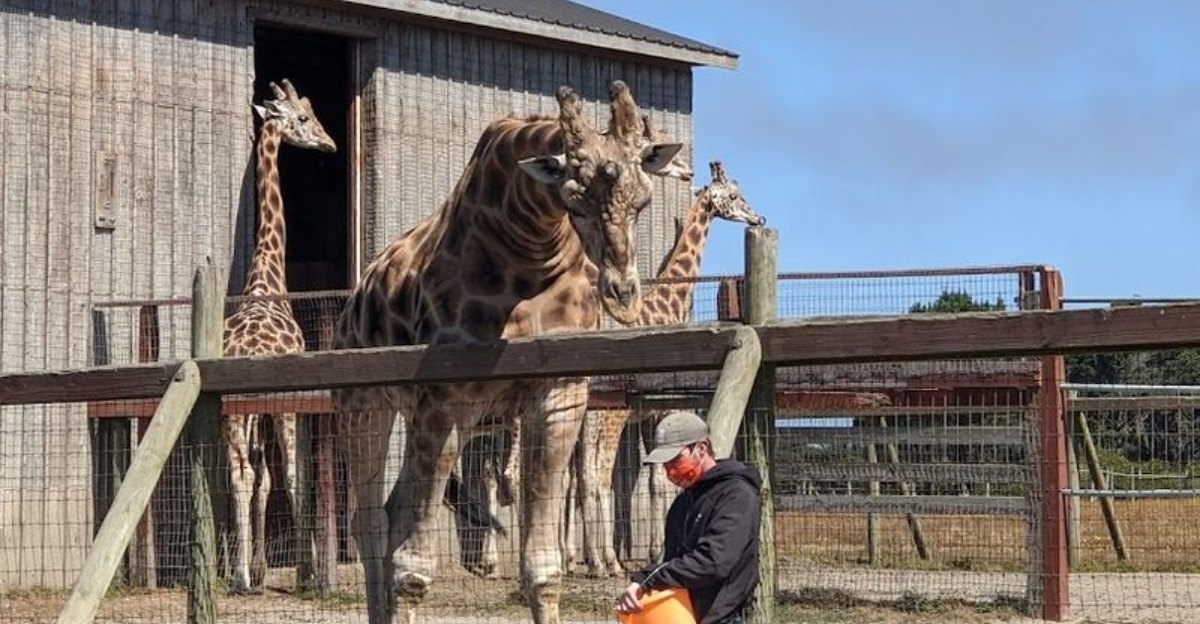 This California Preserve Turns A Summer Day Into A Giraffe Filled Safari Outing - Decor Hint