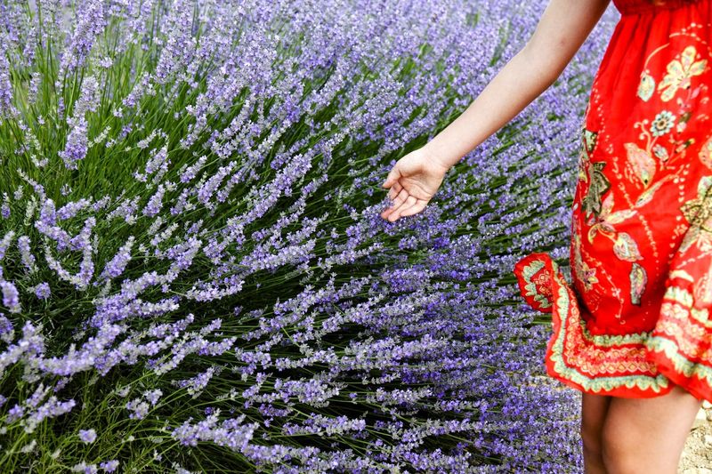 The Bloom Season That Turns Killingworth Purple
