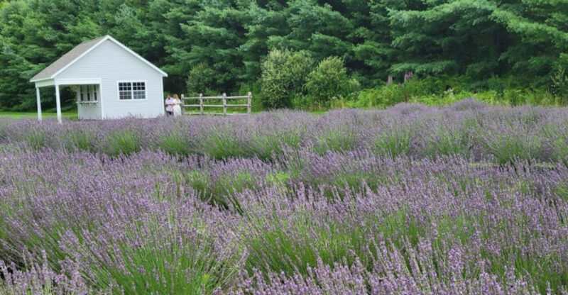 This Connecticut Lavender Farm Is A Purple Wonderland In Full Bloom