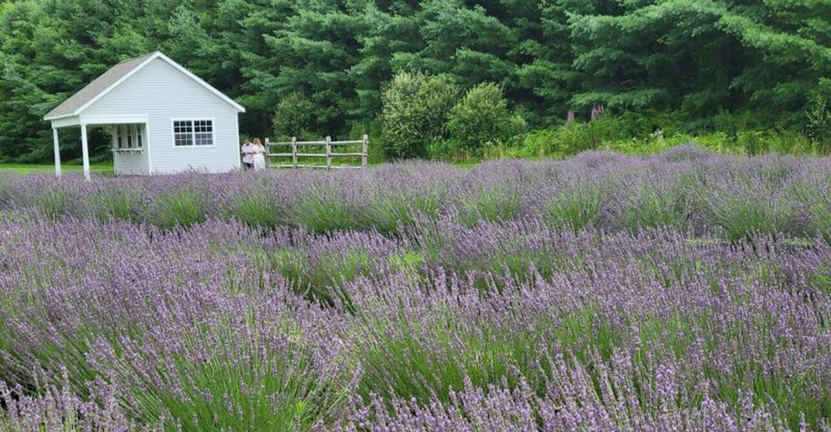 This Connecticut Lavender Farm Is A Purple Wonderland In Full Bloom - Decor Hint