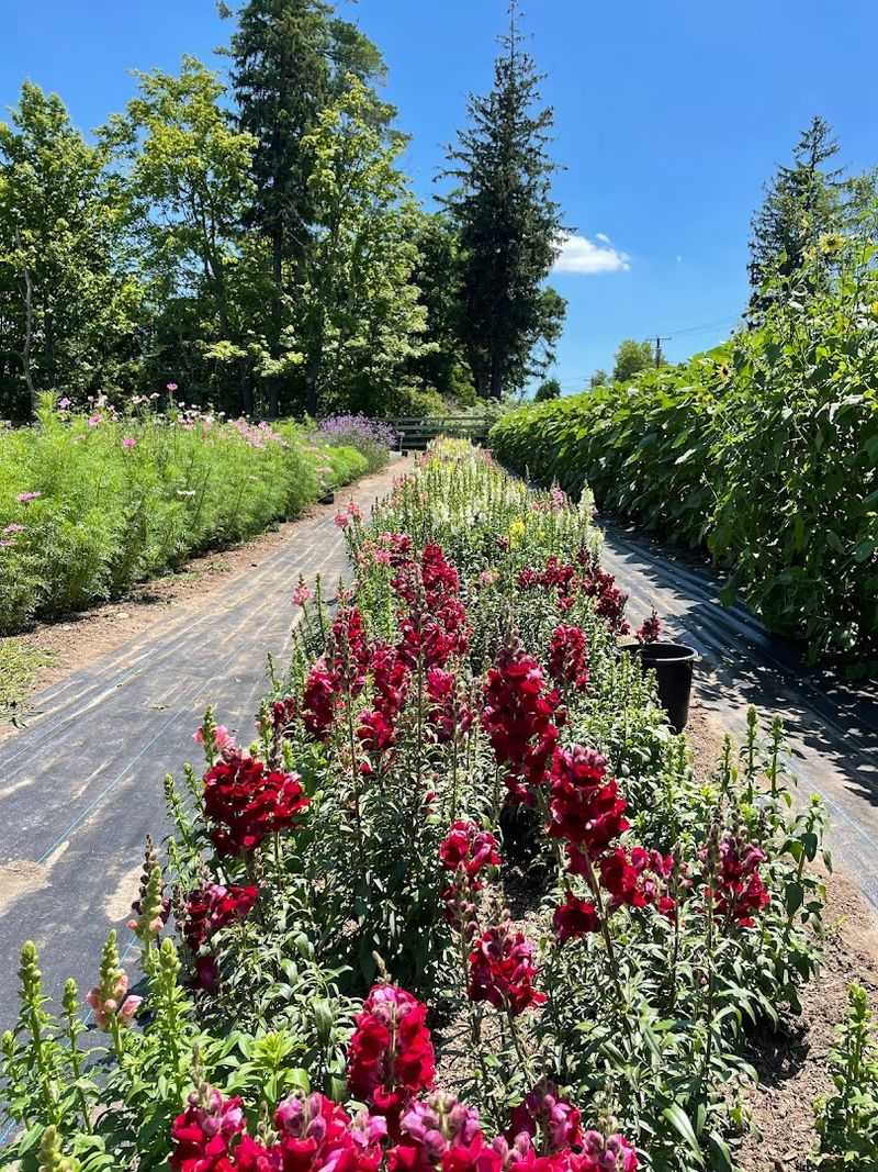 This Connecticut Wildflower Farm Looks Like A Dreamy Meadow You Can Walk Through - Decor Hint A Meadow Made For Slow Wandering