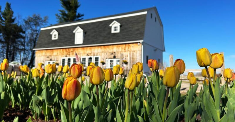 This Connecticut Wildflower Farm Looks Like A Dreamy Meadow You Can Walk Through
