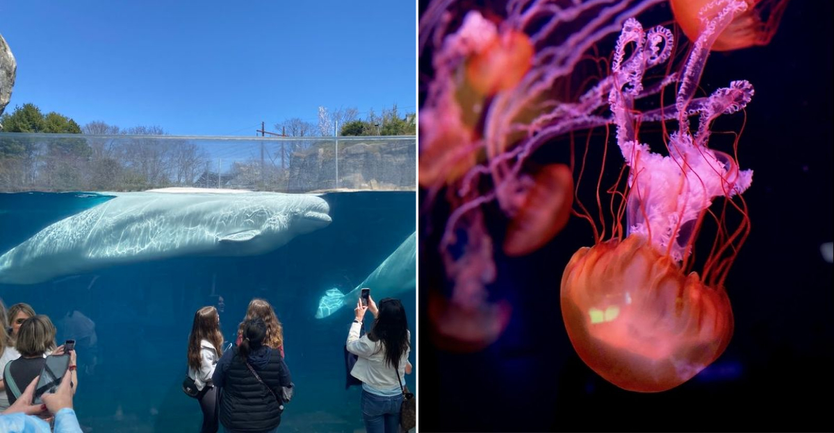 This Fascinating Aquarium In Connecticut Lets You Explore The Wonders Of The Ocean - Decor Hint