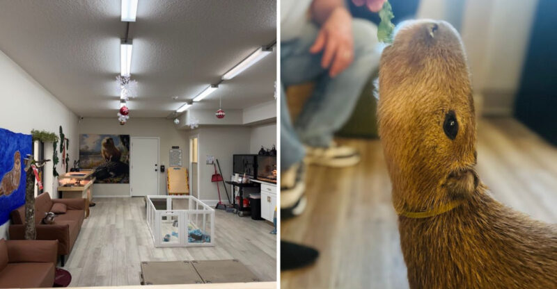 This Florida Cafe Lets You Spend Your Morning With Capybaras And Nobody Who Has Tried It Has Ever Complained